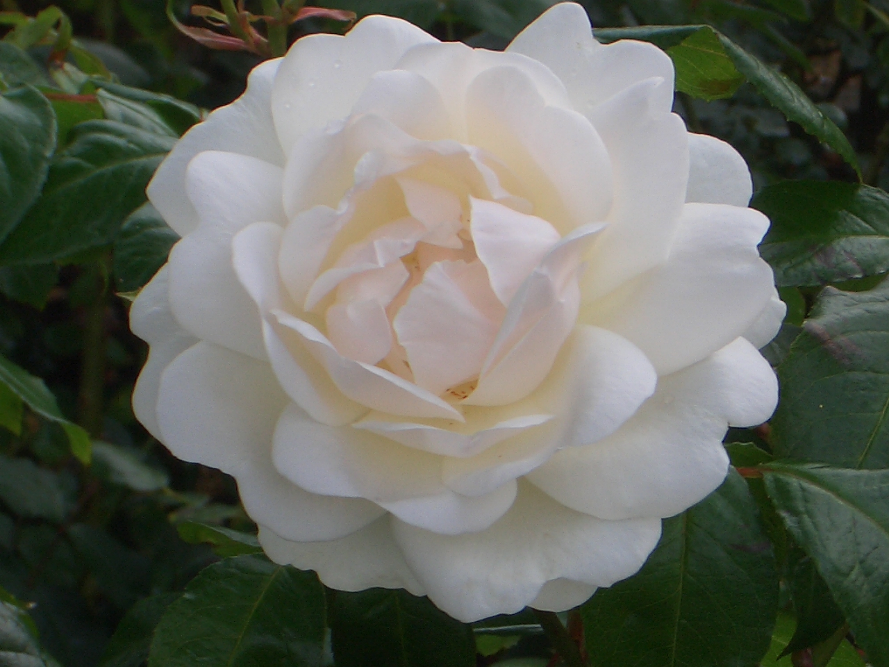 rose von baltrum