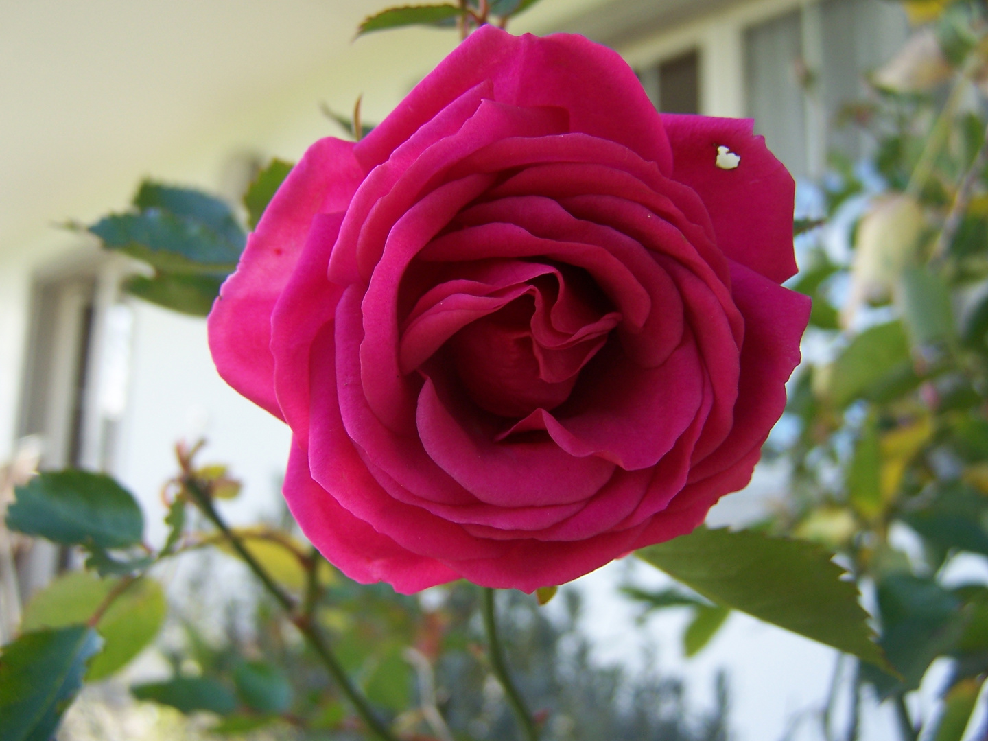 Rose von Mama