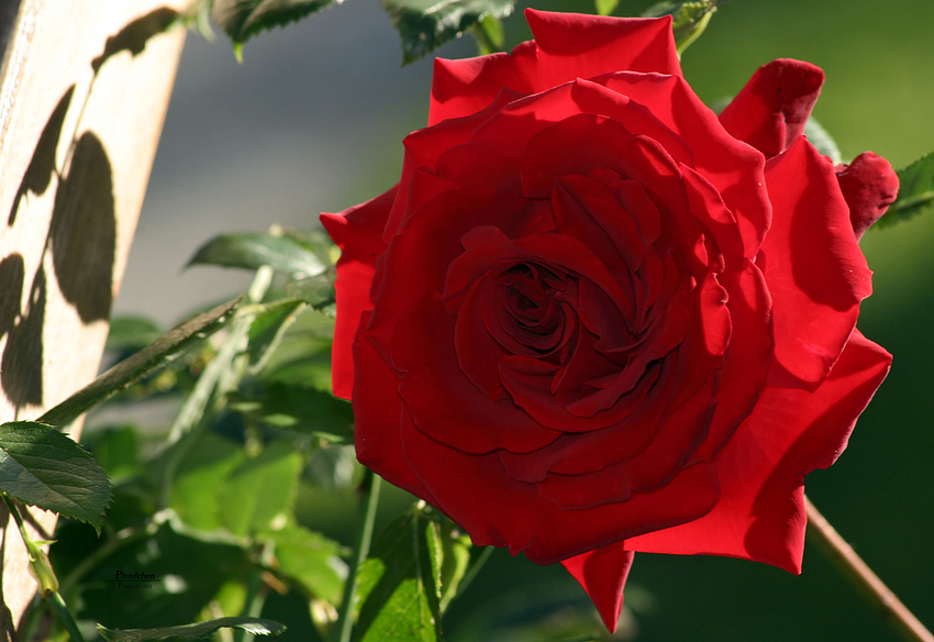 "Rose von Pferdchen Fotografie"