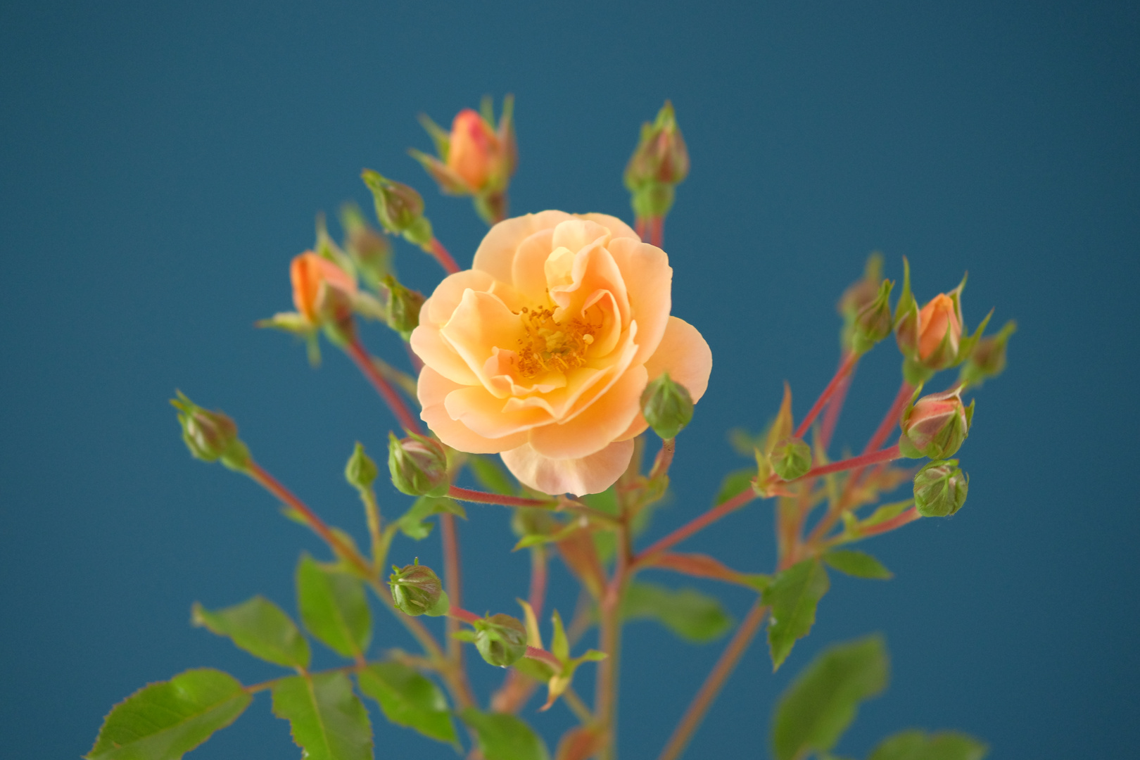 Rose vor blauer Wand