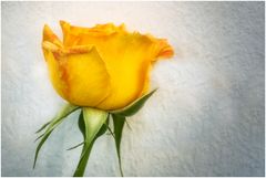 Rose vor der Wand