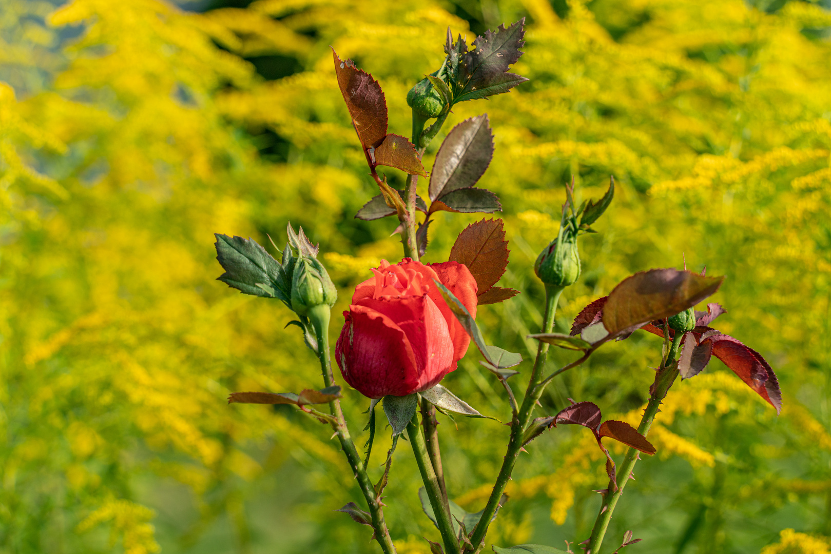 Rose vor Goldrute