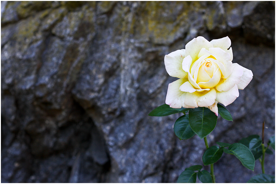 Rose vor Granitwand