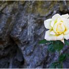 Rose vor Granitwand