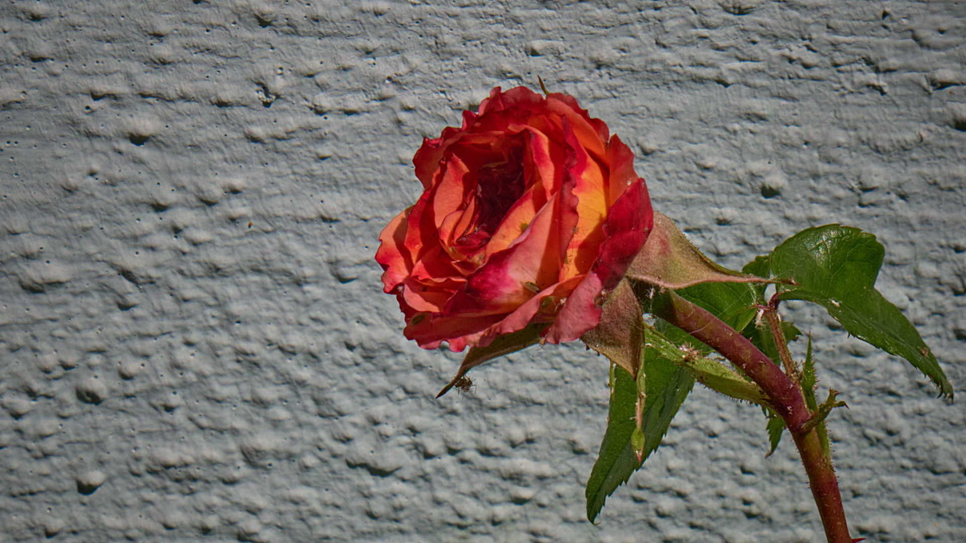 Rose vor grauer Wand