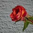 Rose vor grauer Wand