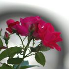 Rose vor Radzierkappe