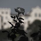 Rose vor Schloss Trauttmansdorff