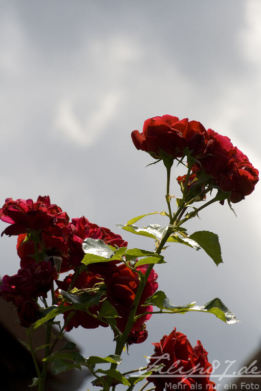 Rose vor wolkigem Himmel