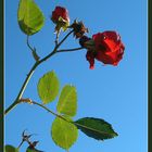 Rose vor zartblauem Winterhimmel