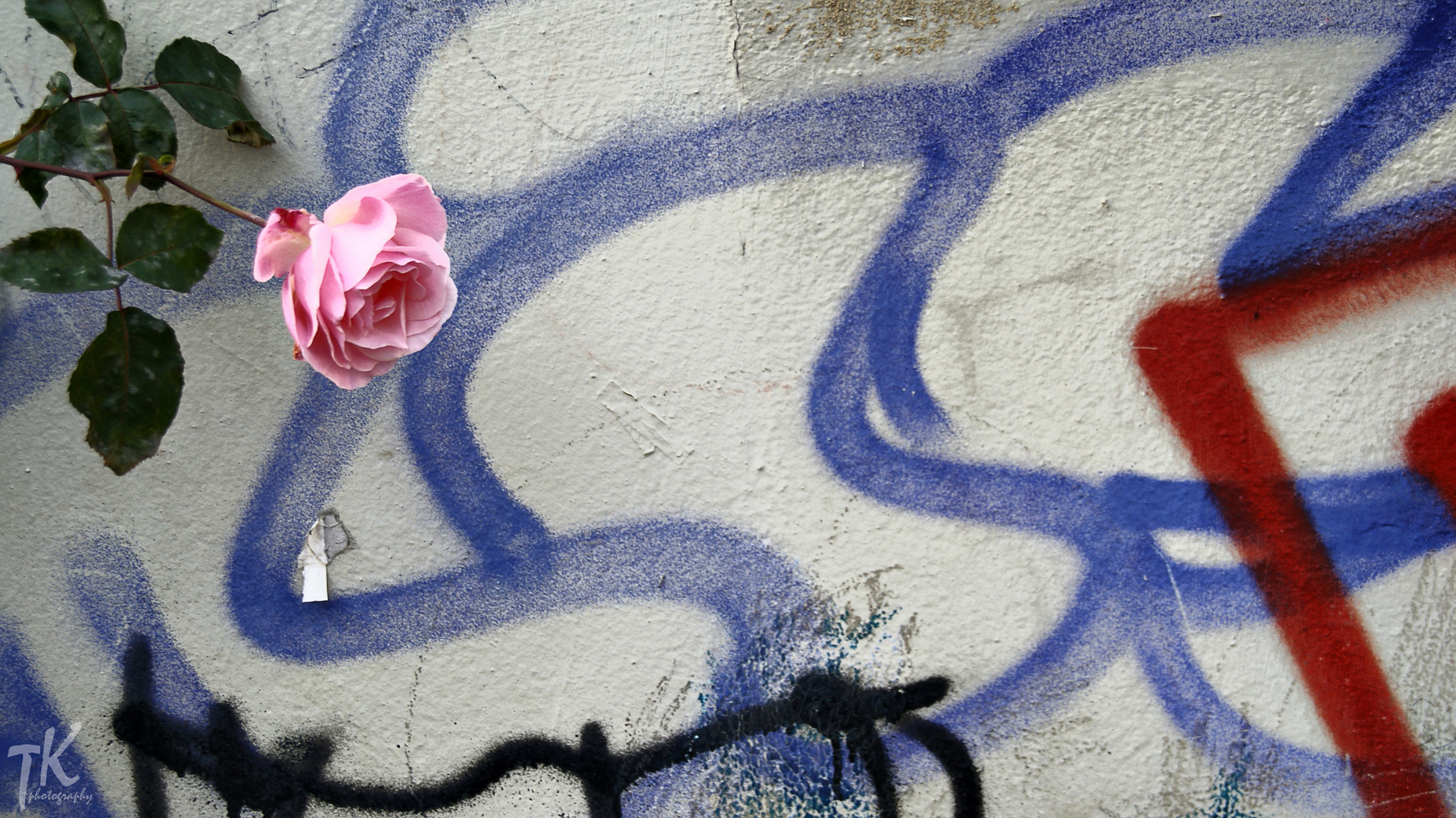 Rose vs. Graffiti