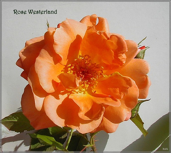 Rose Westerland