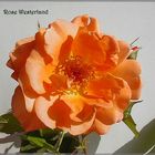 Rose Westerland