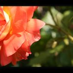 *Rose - Westerland* mit Tropfen