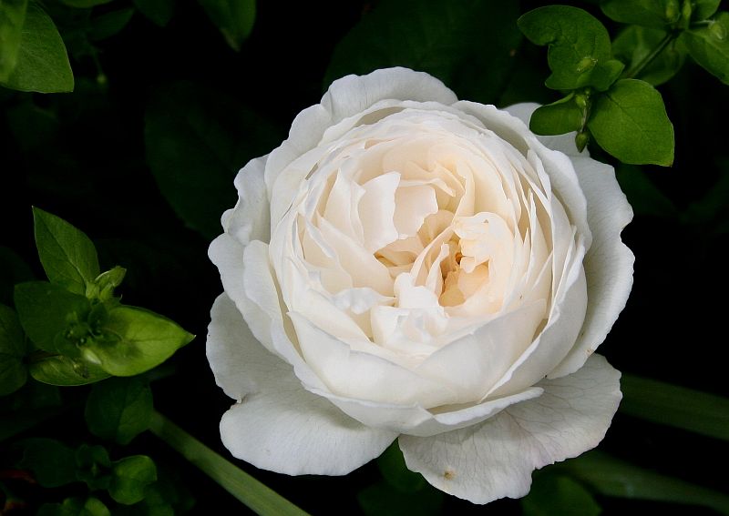 Rose Westminster Cathedral