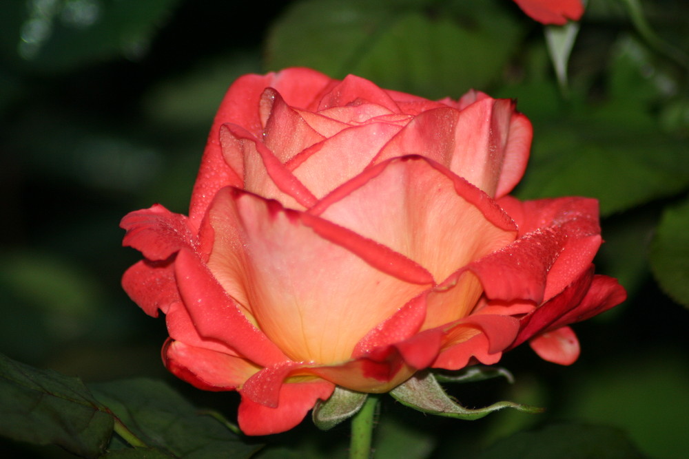 Rose "Westminster" nach Nieselregen