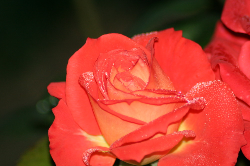 Rose "Westminster" nach Nieselregen - Part 2