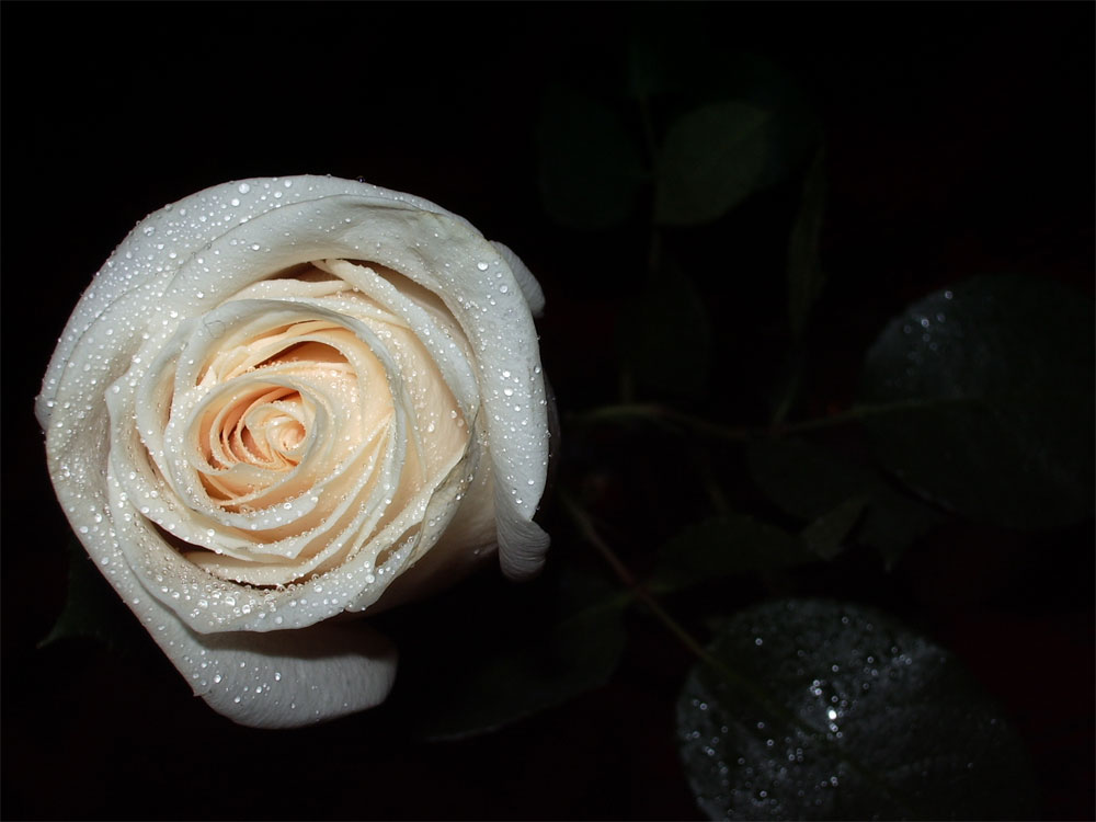 rose-white