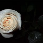 rose-white