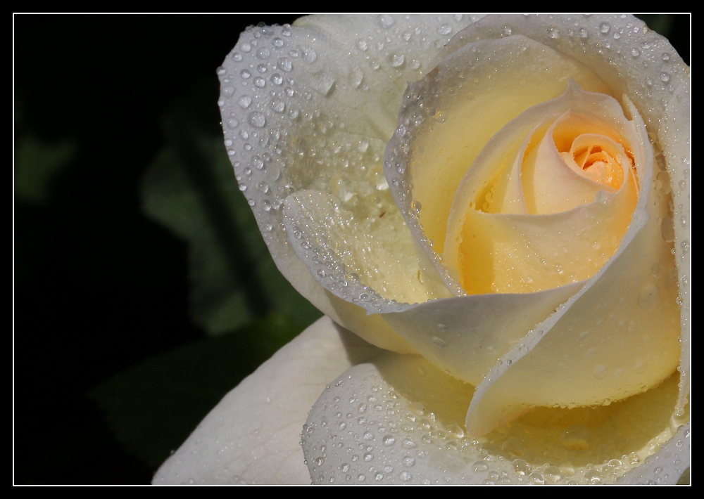 ... Rose ... wieder weiß ... auch nicht aus Athen ...