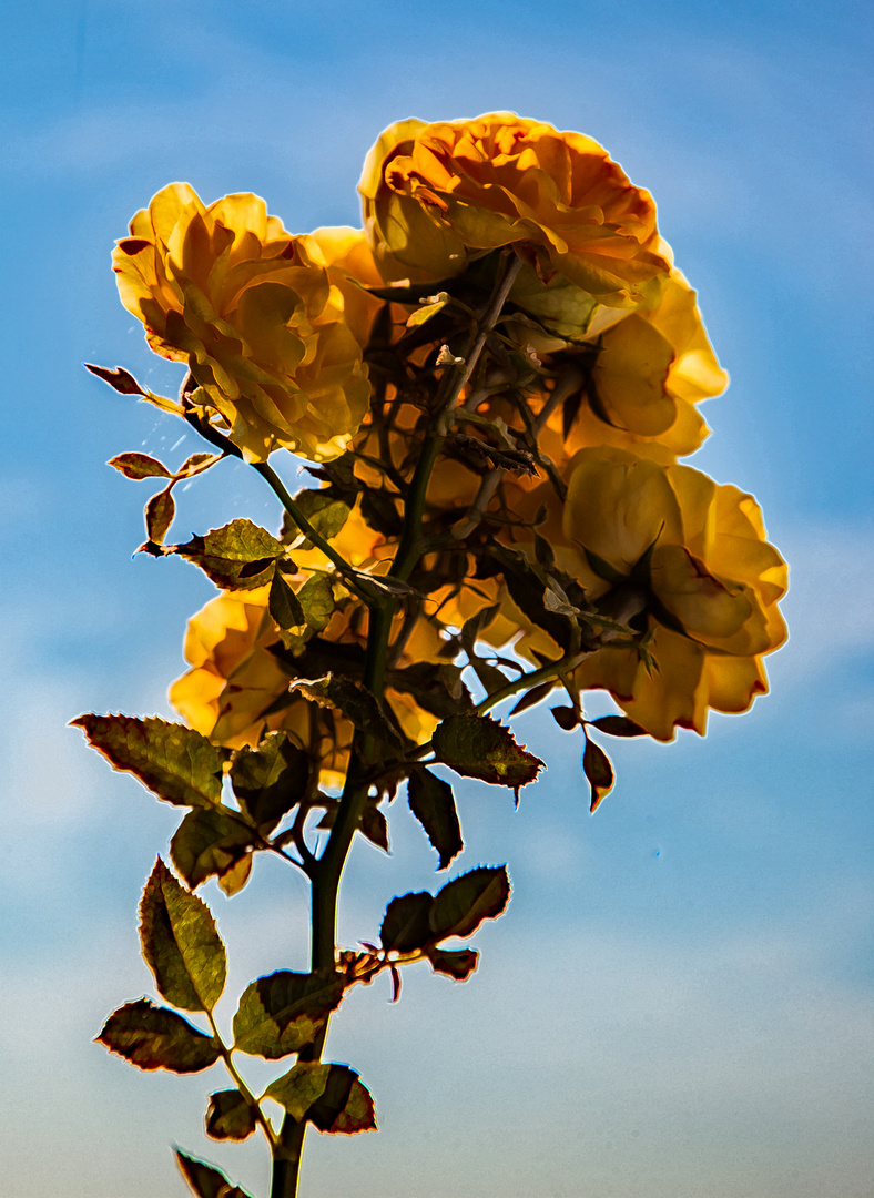 Rose will in den Himmel