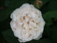 Rose "Winchester Cathedral"