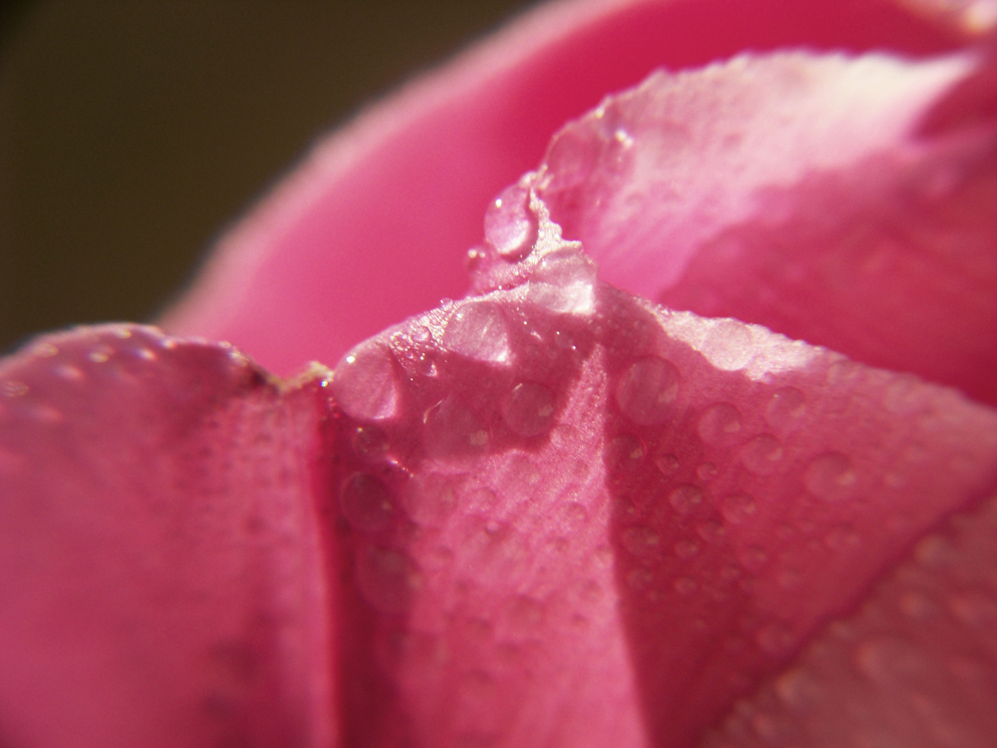 rose with drops