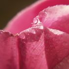 rose with drops