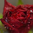 Rose with raindrops