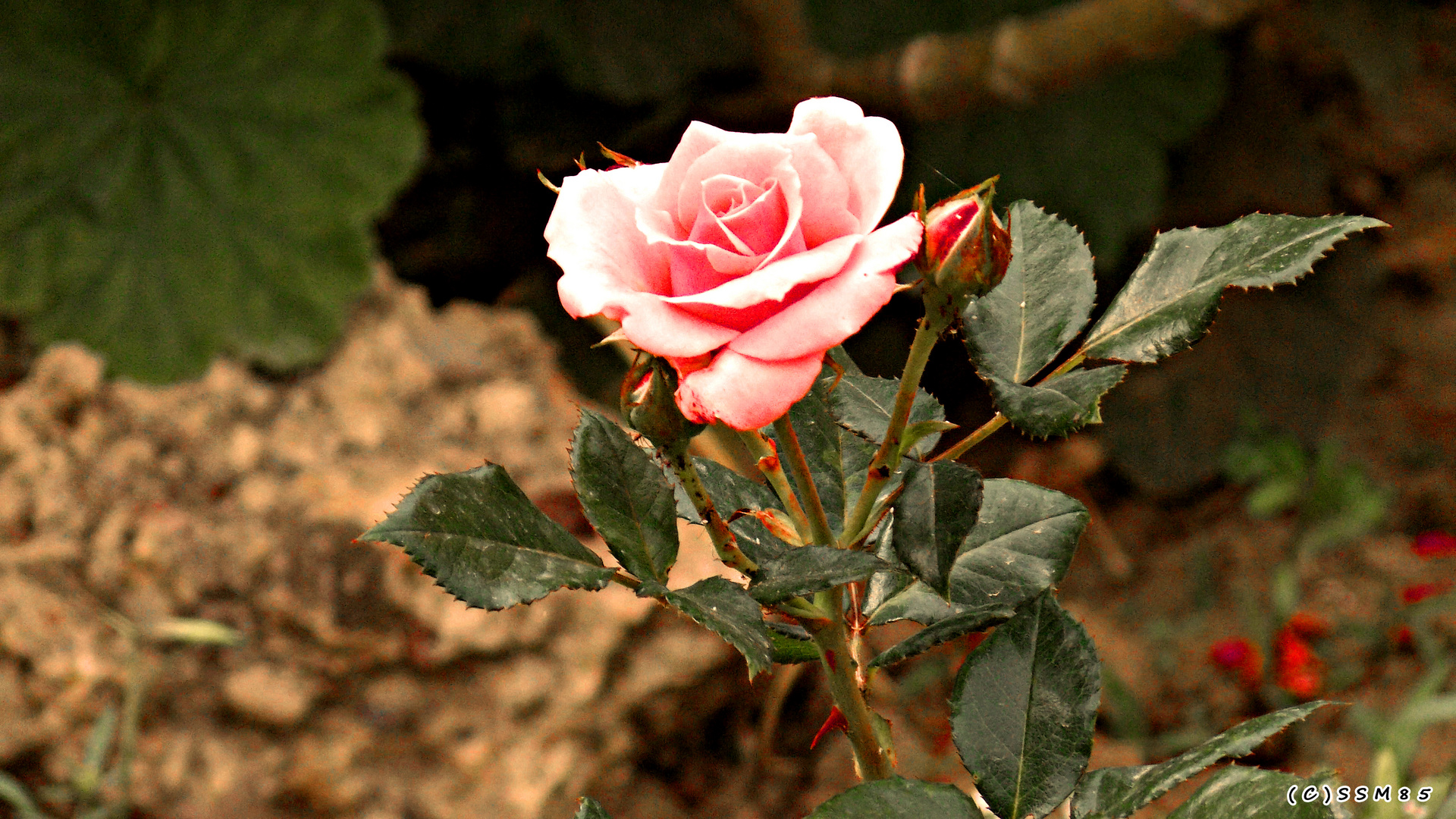 Rose with rocks