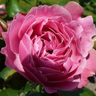 ROSE - WUNDER DER NATUR