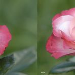 _ Rose _ X View _