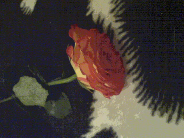 Rose xx