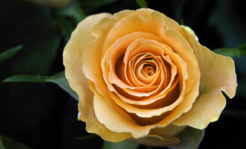 Rose yellow surprise