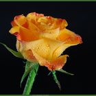 Rose Yellow Synfonie