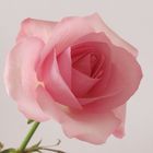 Rose zart