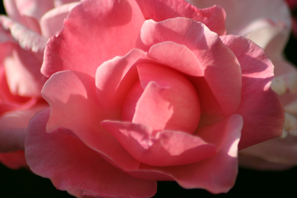 Rose = Zartheit der Natur