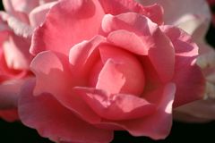 Rose = Zartheit der Natur