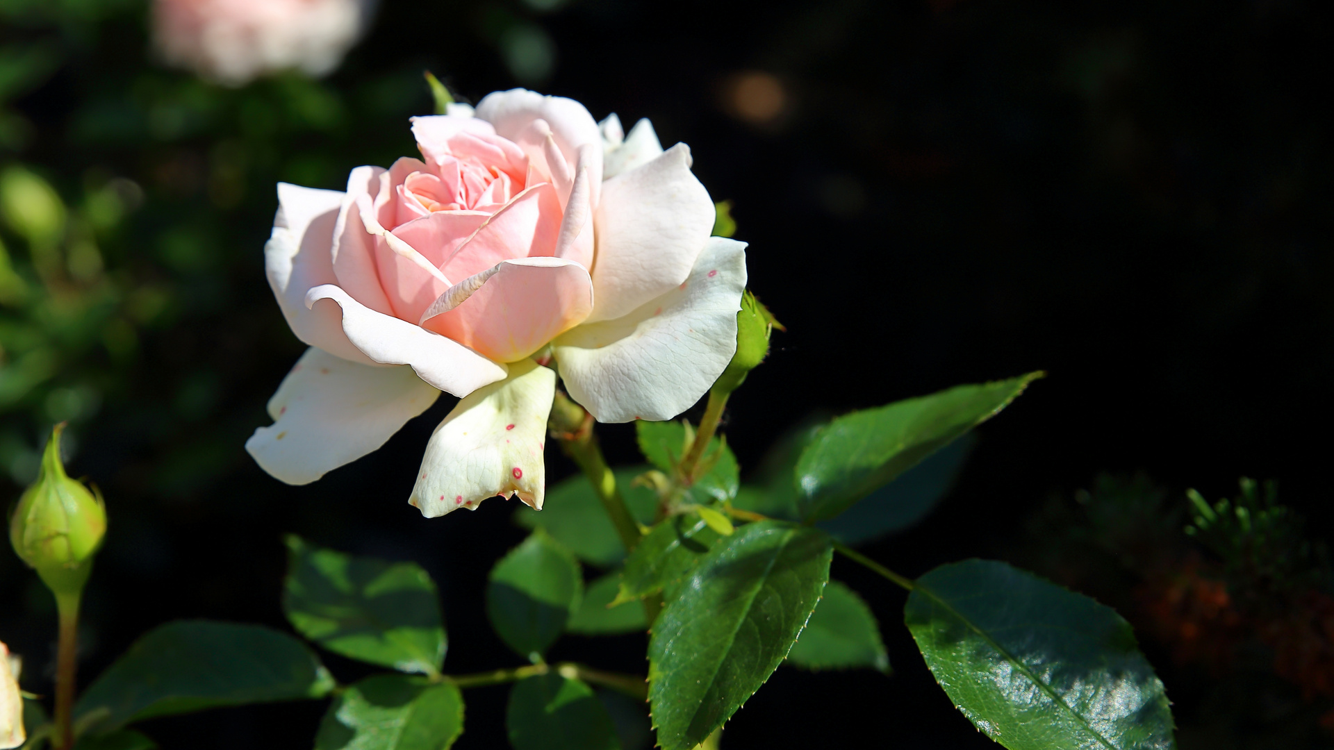 Rose zartrosa