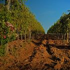 Rose zu Wein? - Toscana