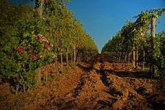 Rose zu Wein? - Toscana