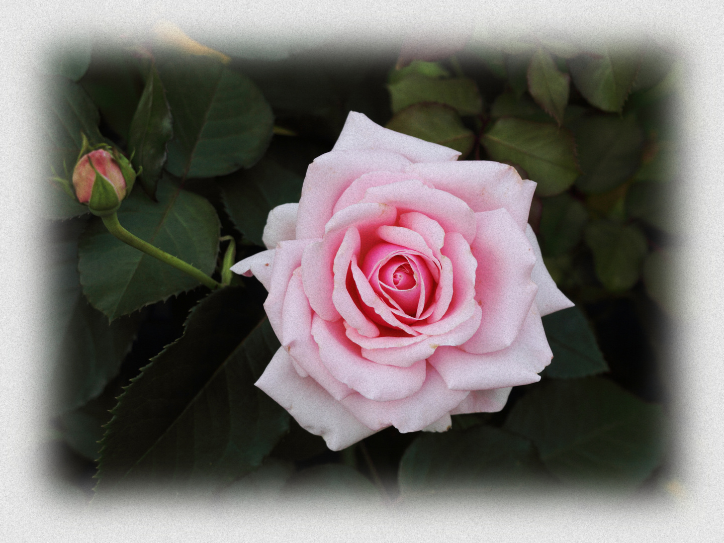 Rose zum Abschied