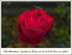 Rose zum Advent (02.12.2006 gesehen im Garten)