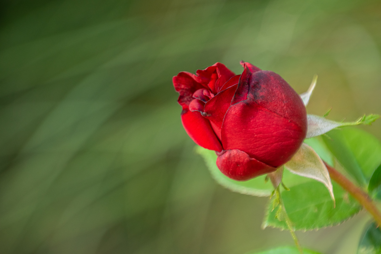 Rose zum Blumentag