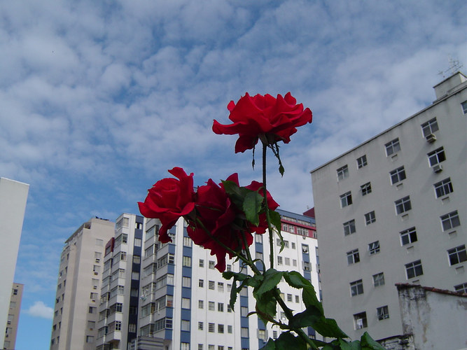 Rose zum Himmel