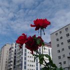 Rose zum Himmel