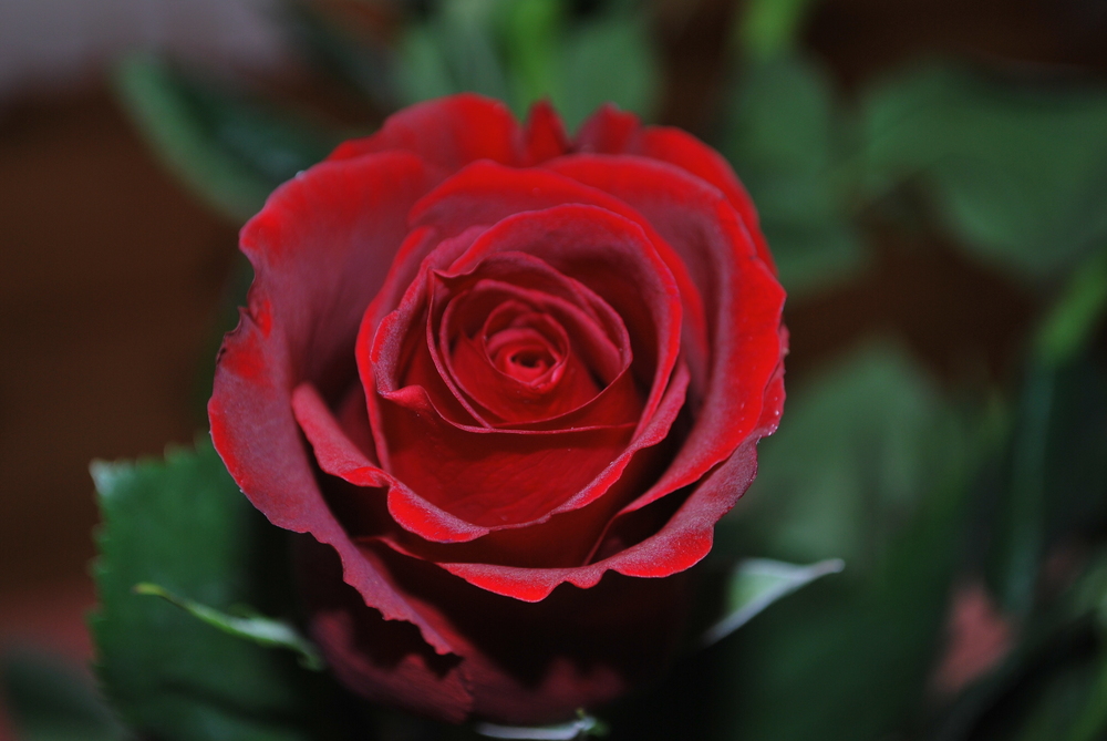 Rose zum Muttertag Foto & Bild | pflanzen, pilze ...