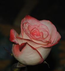 Rose zum Valentinstag 1