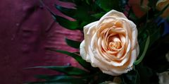 Rose zum Wochenende