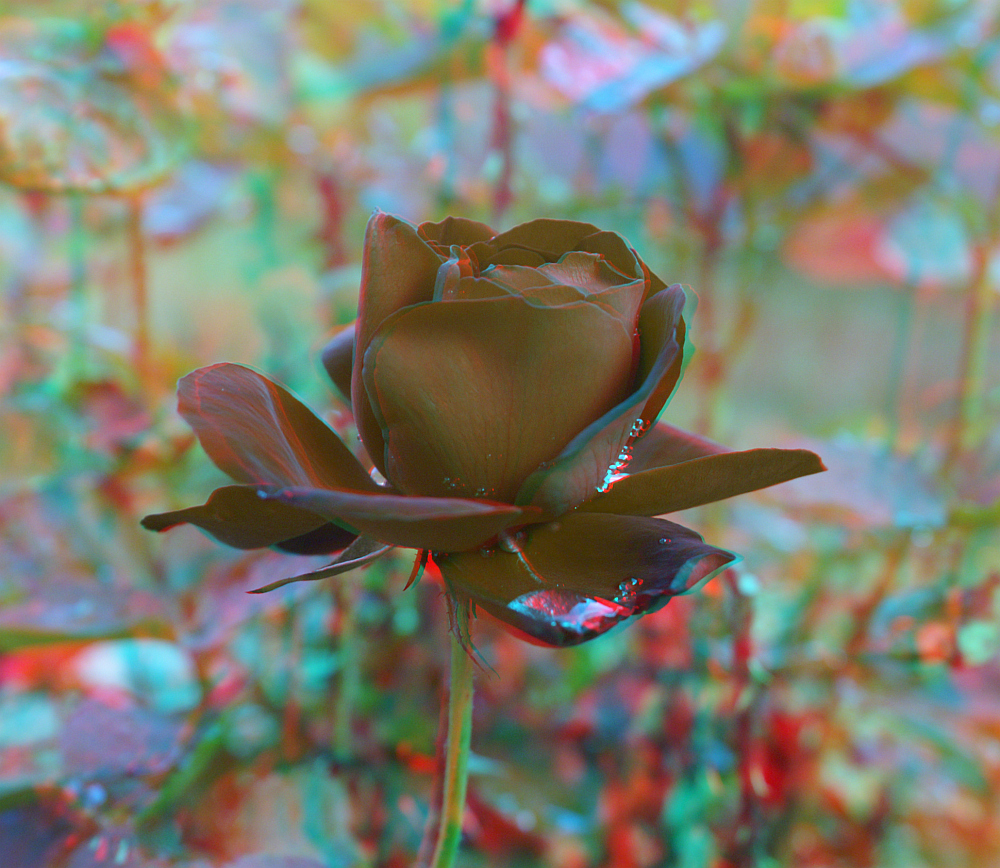 Rose zum Wochenende 3D ANA ROT/CYAN